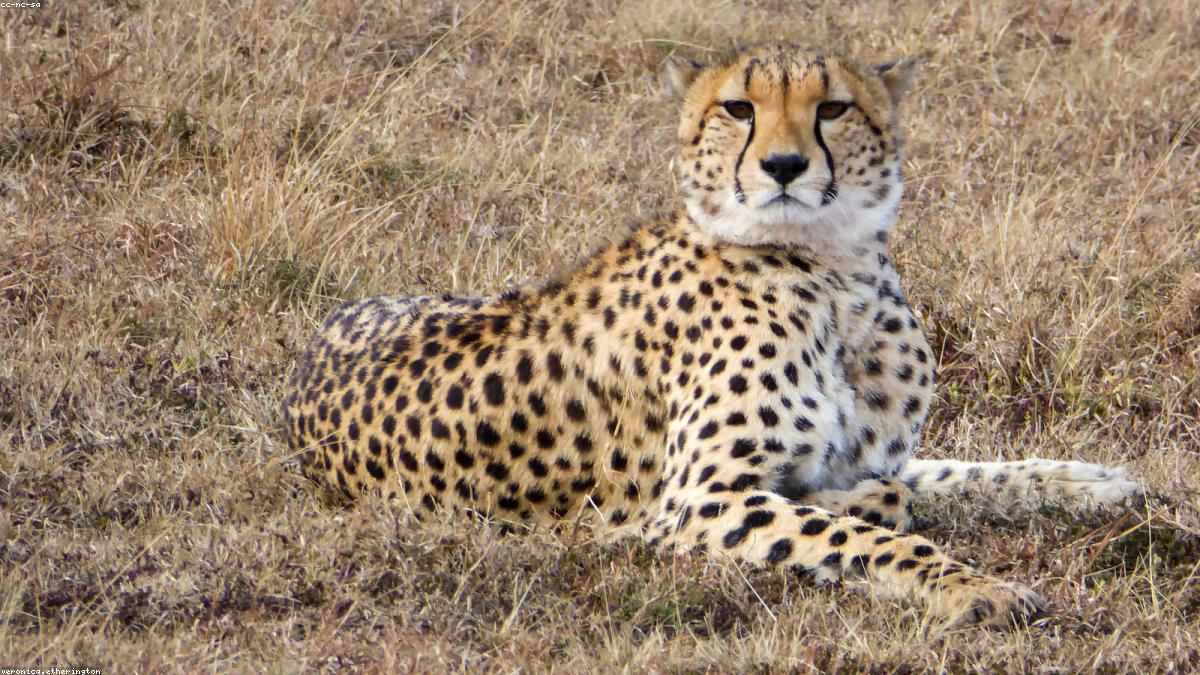 Maasai Mara — 5 spots left
